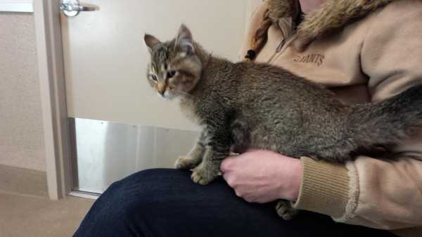 Monkey the cat in the shelter greeting room